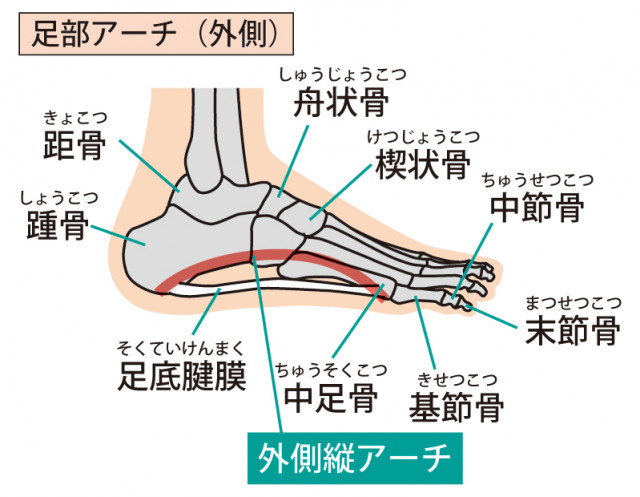 足底筋膜イラスト